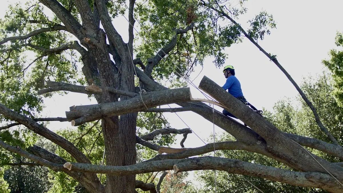 Professional Crown Thinning performed by certified arborists in Poolesville