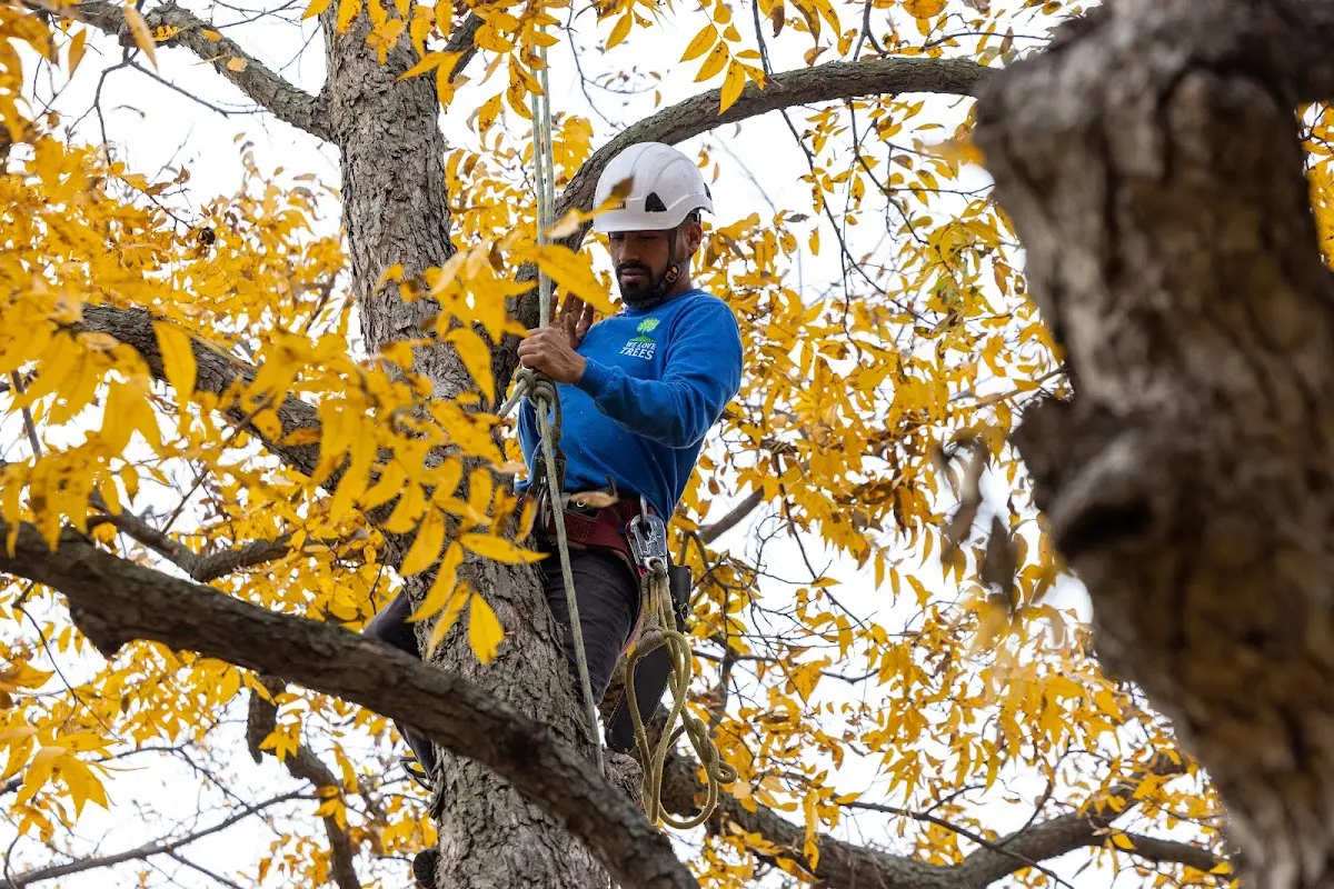 Skilled Tree Transplanting crew working in Poolesville